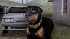 Rottweiler from GTA 5 para GTA San Andreas